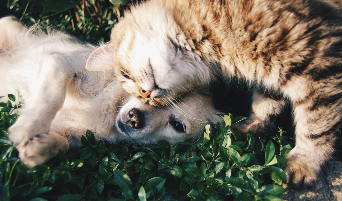 Animali Domestici